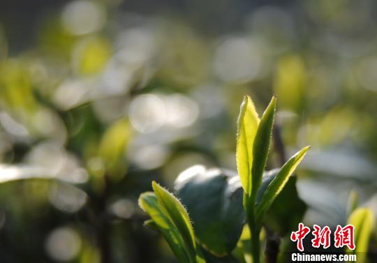 今年以來，受持續陰雨影響，廬山云霧茶產區春茶開采期較往年有所推遲?！『鷩帧z