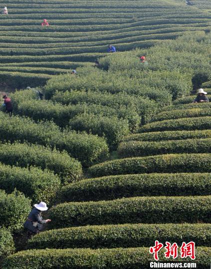 采茶工在江西省廬山北山茶廠種植基地采摘廬山云霧“明前茶”?！『鷩帧z