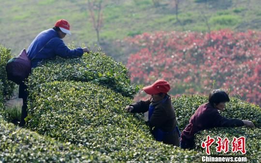清明臨近，廬山云霧茶種植基地開始大規模采摘春茶。　胡國林　攝