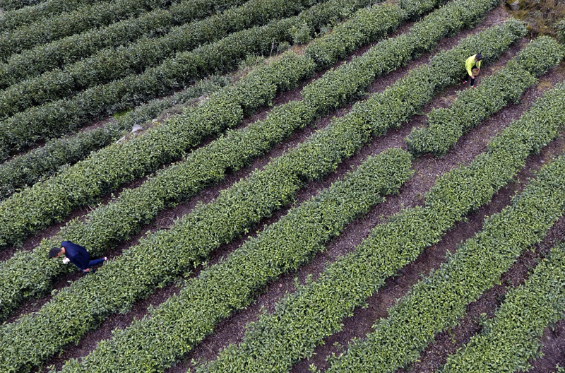 3月31日，甘肅省隴南市文縣碧口鎮水蒿坪村茶農在采摘明前茶。