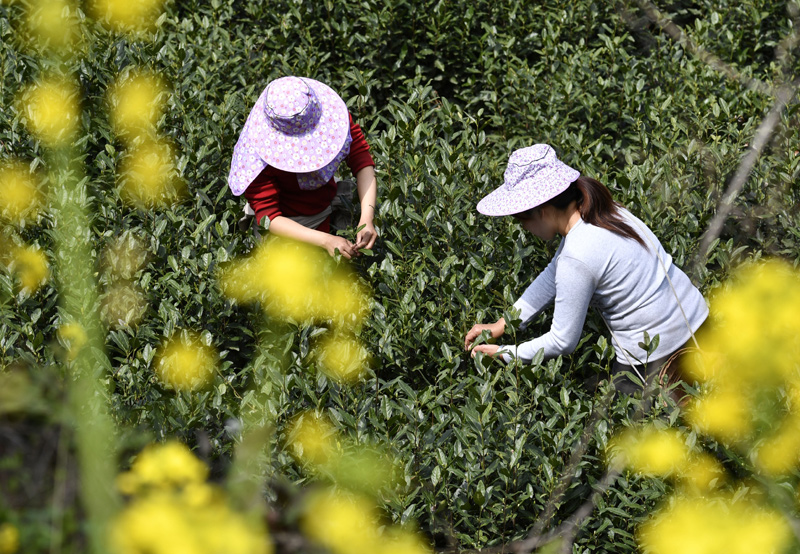 3月31日，甘肅省隴南市文縣碧口鎮水蒿坪村茶農在采摘明前茶。