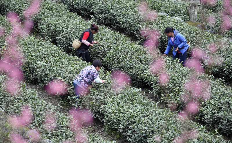 3月31日，甘肅省隴南市文縣碧口鎮水蒿坪村茶農在采摘明前茶。