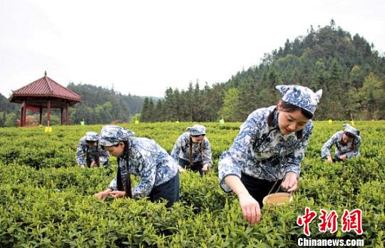 安化黑茶開園 周翔 攝