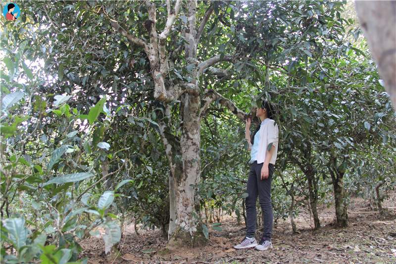 這座寨子至今已有1300多年的歷史，是最古老茶農(nóng)濮人的后裔