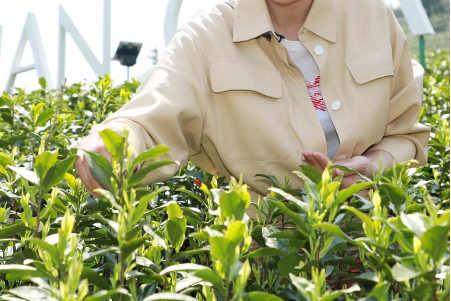 攜手陳喬恩、陳漫 小罐茶玩轉(zhuǎn)現(xiàn)代派春茶-焦點中國網(wǎng)