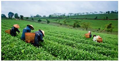 茶產業轉型升級風口，茶品匯引領行業“新零售”變革