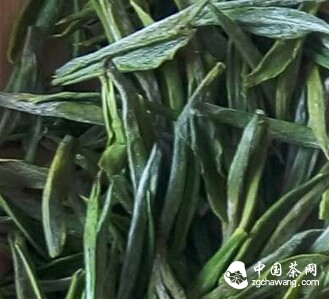 圖文解析如何辨識安吉白茶優劣？