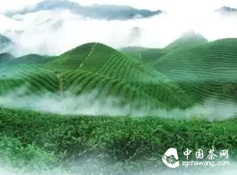 春茶，喚醒你的活力！